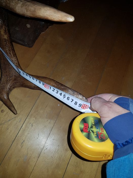 REDUCERE! Corn trofeu cerb 7 raze 110 cm pe postament din lemn