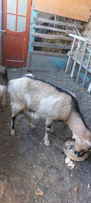 Ешкы сатылат 3 лагымен