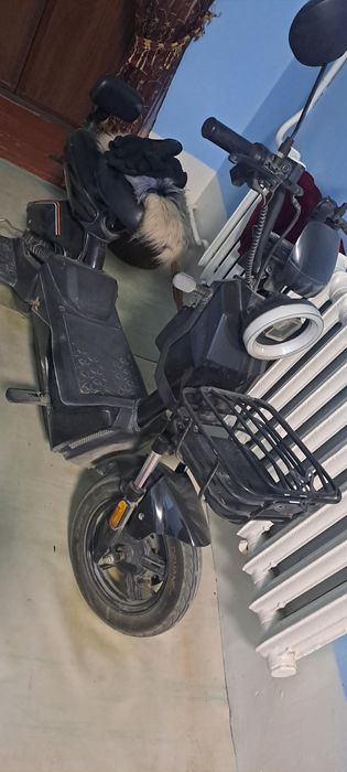 Skutur sotiladi skutur