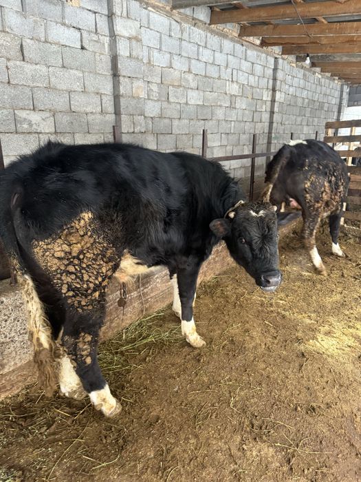 Бұқалар сатылады