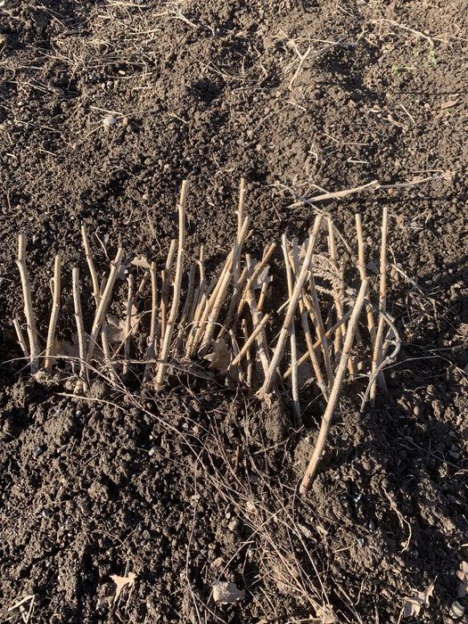 Малина саженцы ))