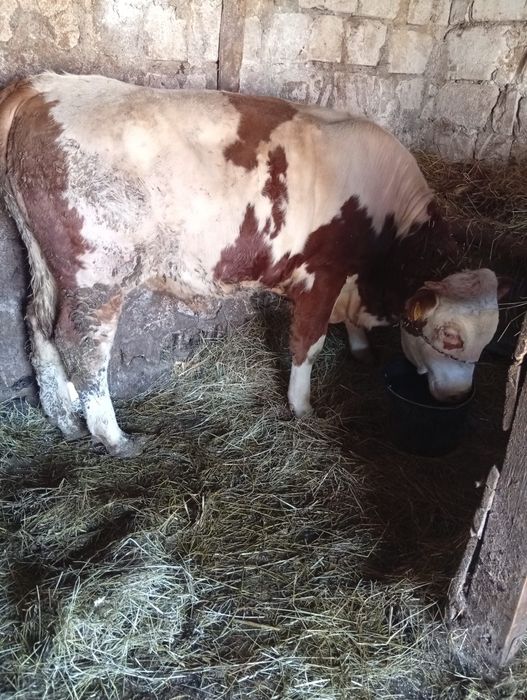 Vând vițel de 1 an
