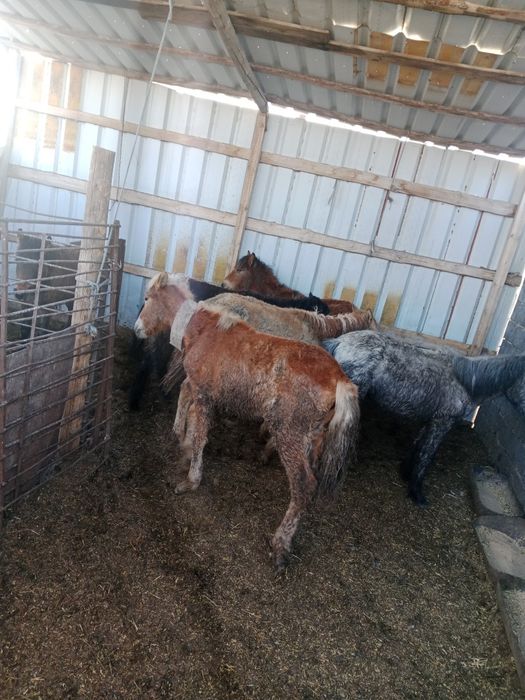 Продам жеребят .