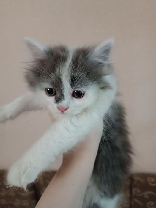 Плюшевая кошечка