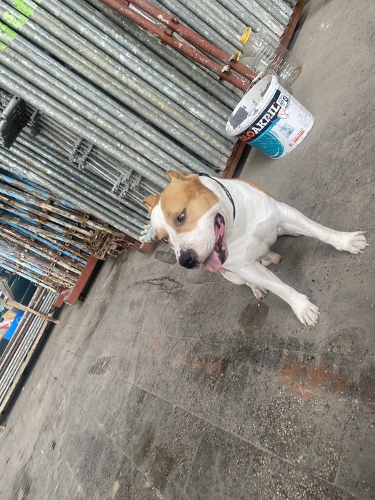 Скеле под наем Стара Загора