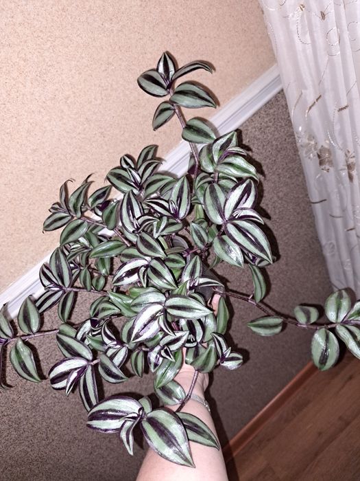 Продаю зебрины серебристые