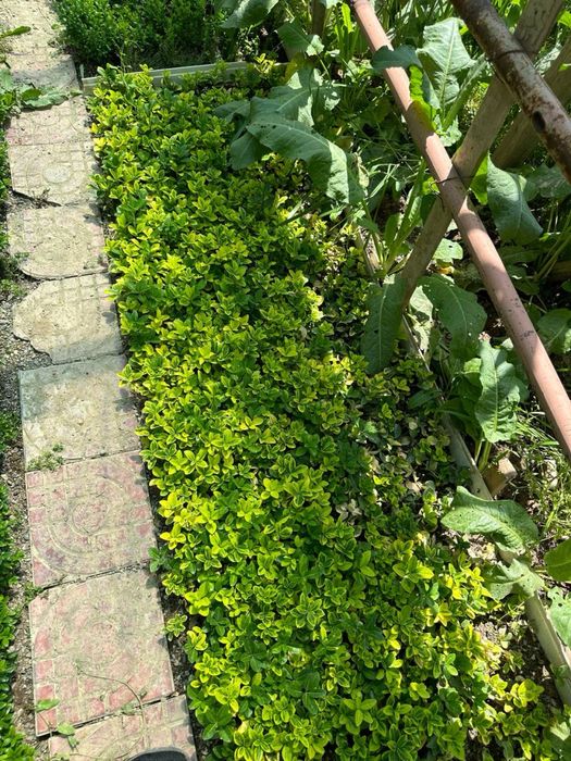 Бересклет оптом