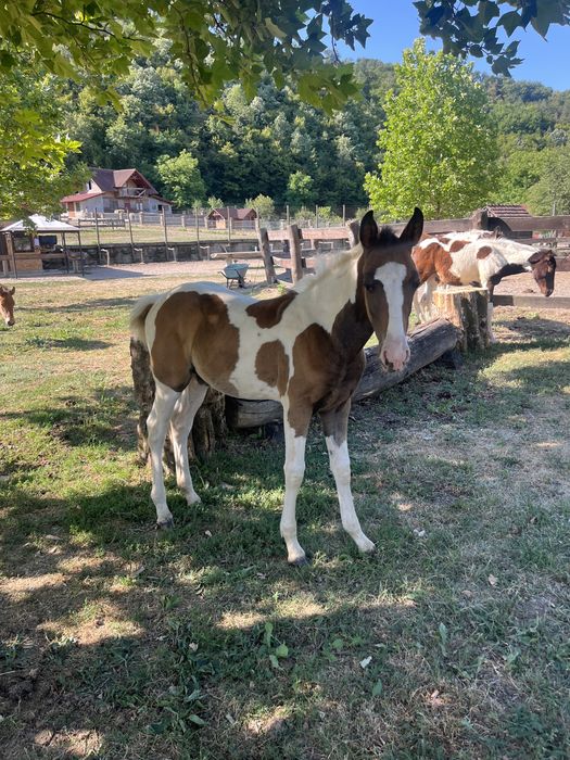 Vand mânji painthorse diferite varste , iepe si armasar.