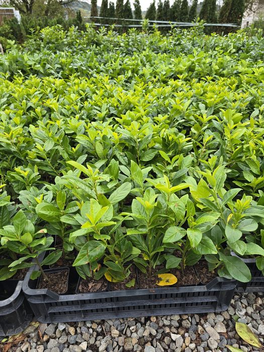 Laur Englezesc NOVITA - 40-50cm