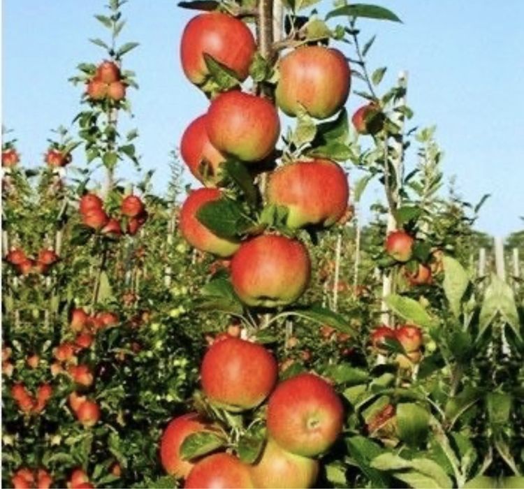 Pomi fructiferi columnari pe rod