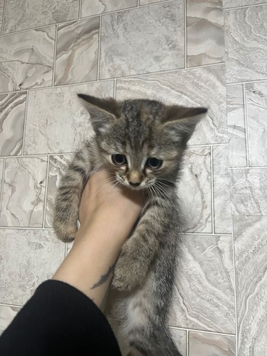котенок в добрые руки