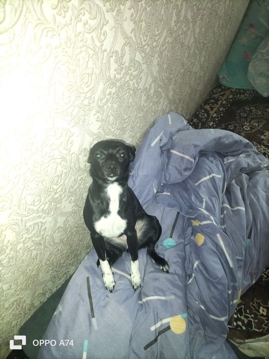 Вязка собачки девочки