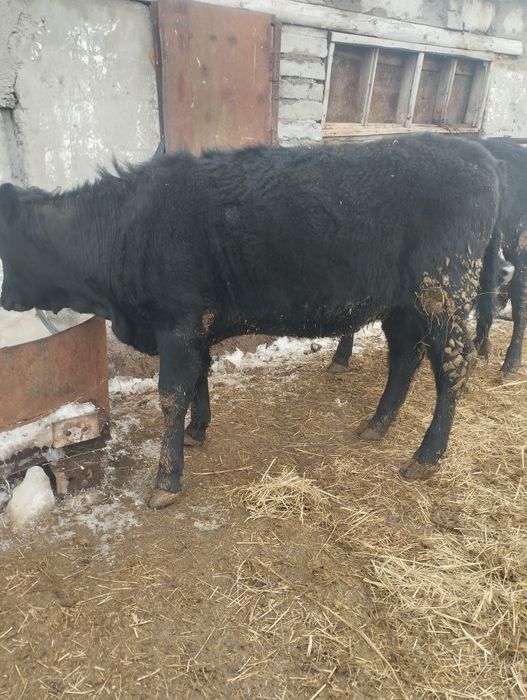 Продам крс     .