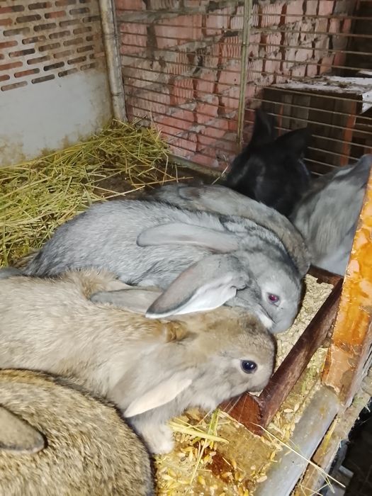 Продам кроликов, помесных