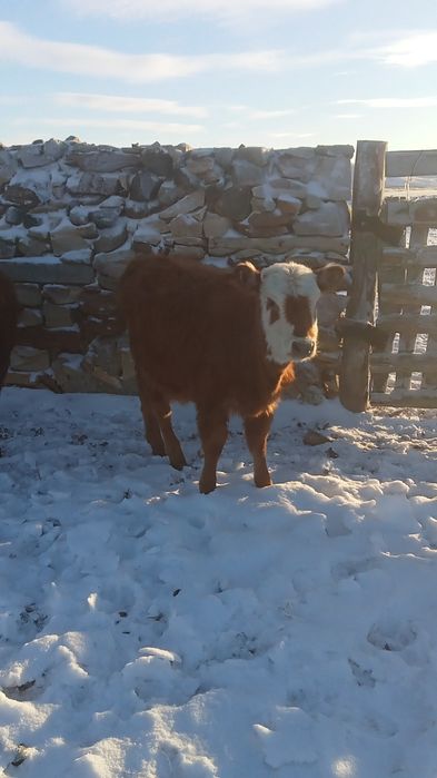 Коровы с телятами