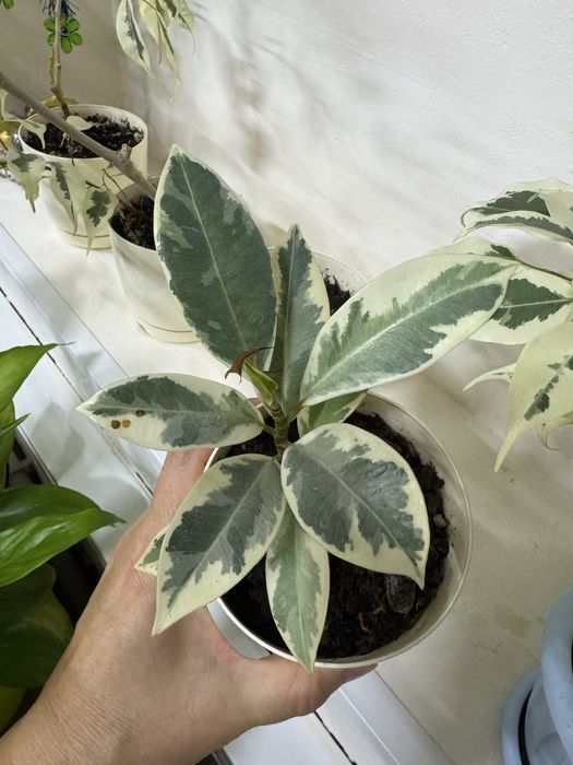 Сортовые фикусы