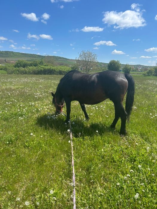 Vând doua iepe cuminți