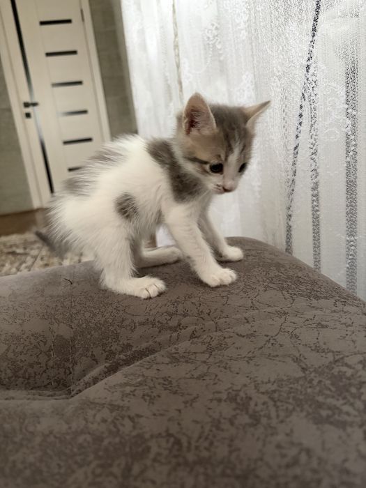 Котенок в добрые руки