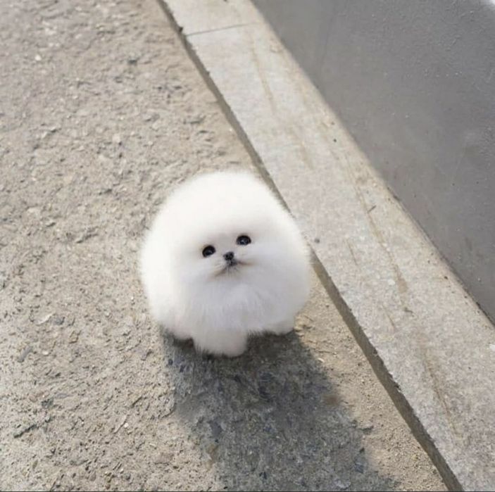 Vând pui de pomeranieni boo