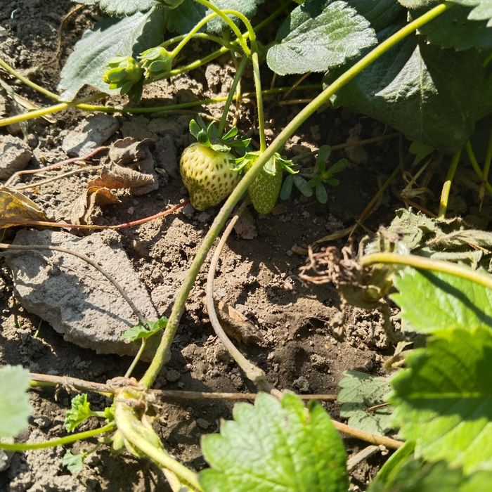 Продам рассаду клубники Альбион