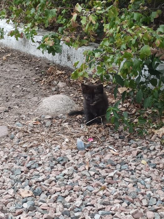 Отдам котёнка бесплатно