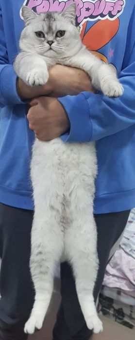 Серебристая шиншилла