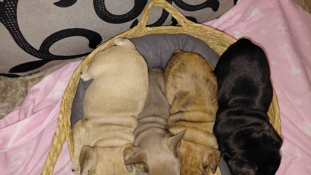 Френски булдог-булдочета