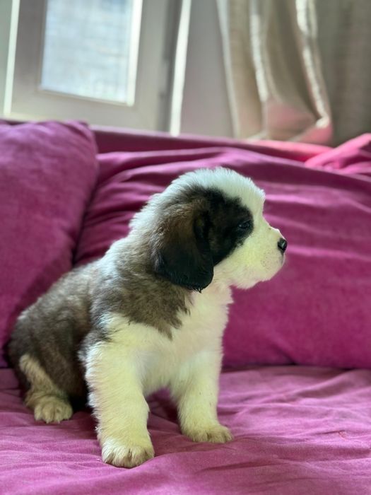 Малыши сенбернара