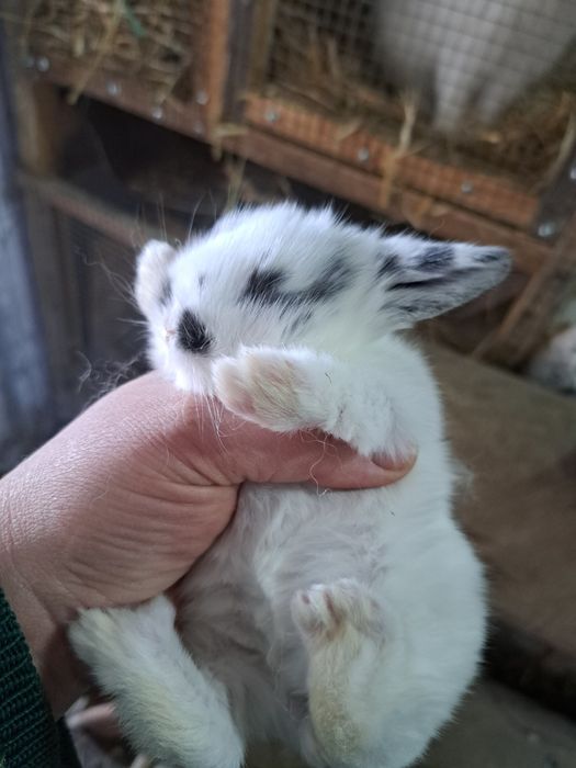 Кролики декоративные бронь