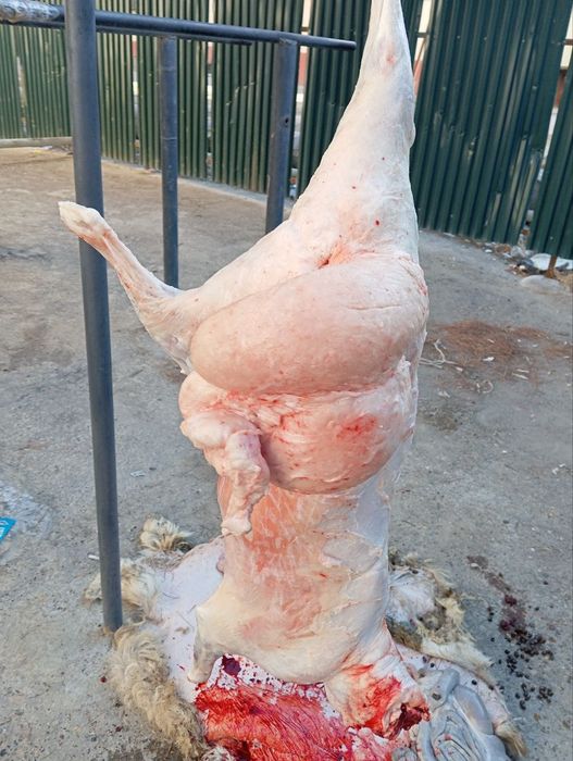 Semiz  qōchqorlar bor.