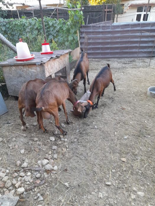 Capre de vanzare