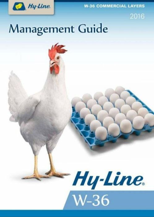 Хаммаси 100 % товук чикади. Хай-Лайн ва Ломан Сенди жужалари. Jojalar