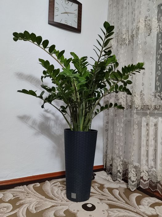 Домашние красивые и большие  комнатные цветы