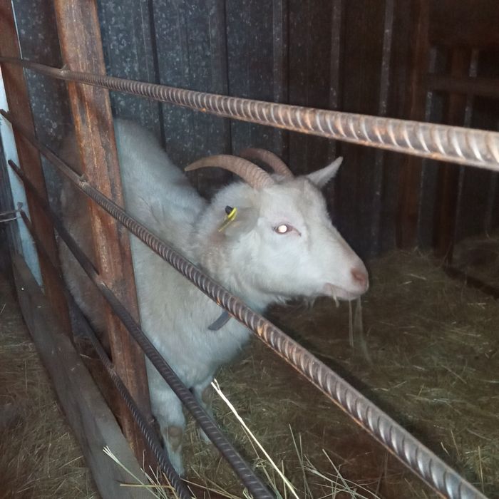 Продам молодых козочек