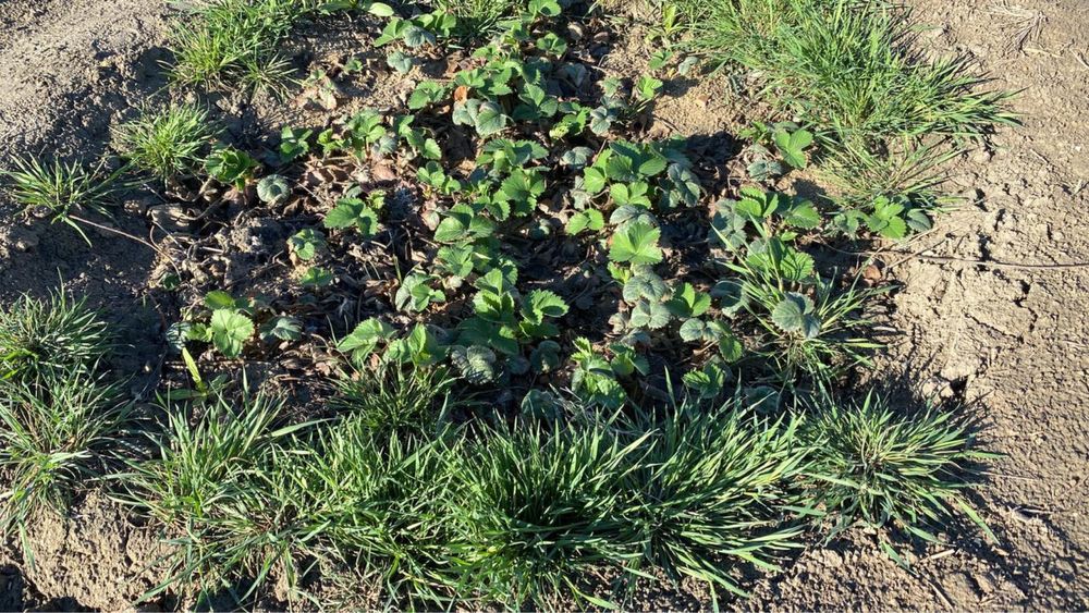 Клубника рассада многоразовые