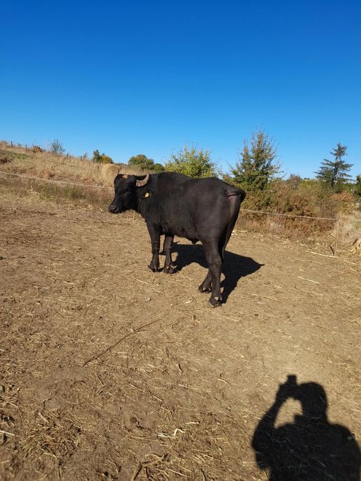 Taur de bivolă de vânzare