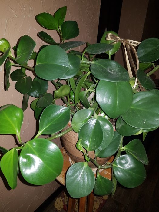 Комнатные. Растения