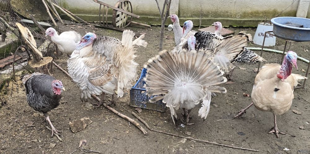 Vând  Curcani  Curci  mai  multe detalii în privat 250lei