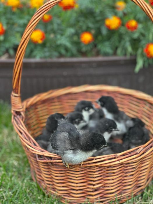 Pui de rasa Australorp si oua de incubat