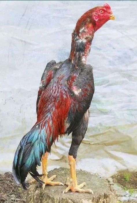 Shamo dakan jo'jalari va tuxumlari sotiladi.