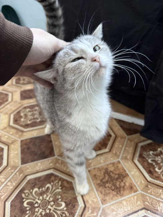 Отдам котиков в добрые руки