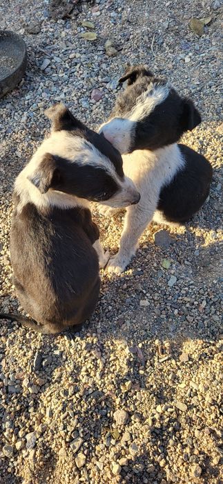 Отдам щенят в добрые руки