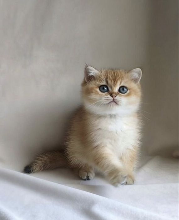 Золотые котята окрас шиншилла