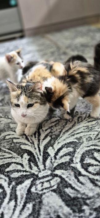 Пристройство кошечки и котят по отдельности можно