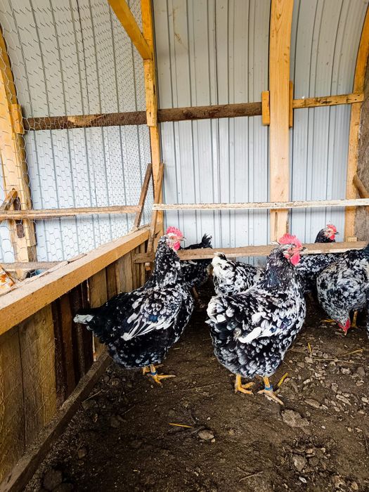 Ouă incubat găini pita pinta bobat