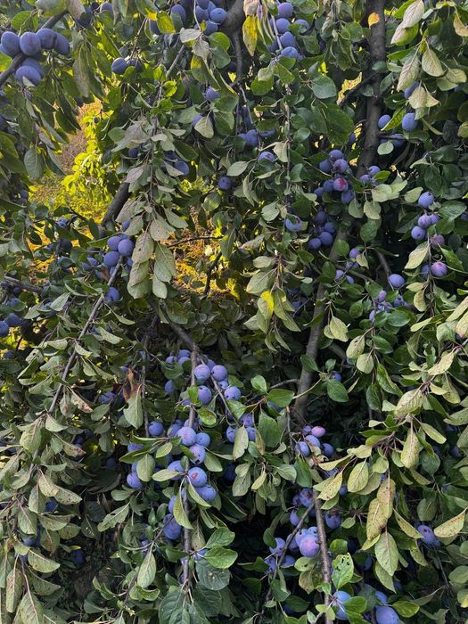Prune de vanzare ciorasca ,stanley si anaspet