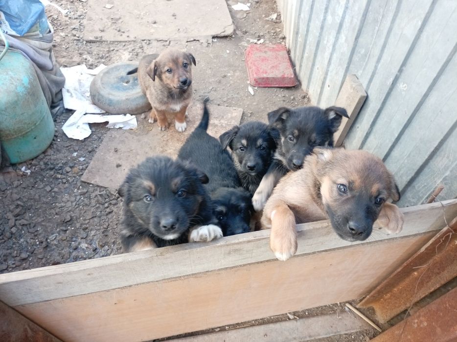 Бесплатно щинки девочки и мальчики