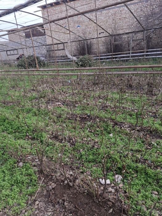 “черный магия” atirgul ko’chatlari