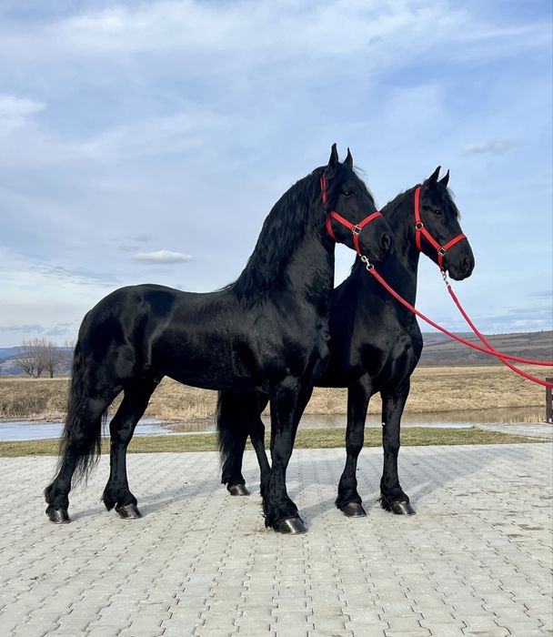 Friesieni Pereche Frizieni Echitatie Calarie