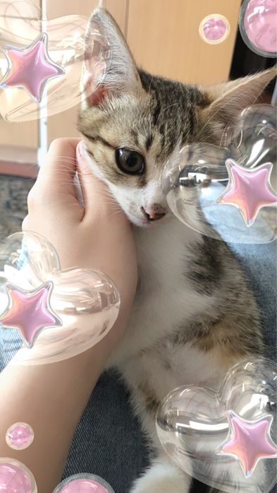 мысык в добрые руки